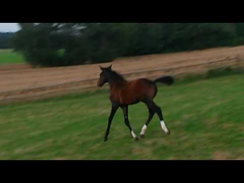 Colt by Diamant de Semilly out of Bella Coola from Heraldik XX/Carolus I, born 2016