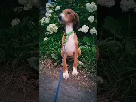 Perros Saluki en venta
