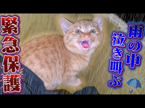 【緊急】雨の中、ゴミ捨て場に捨てられていた子猫を保護しました。