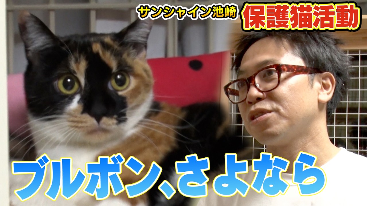 【お別れの夜】サンシャイン池崎さんと保護猫ブルボンに最後の夜が訪れました（嗚呼!!みんなの動物園）