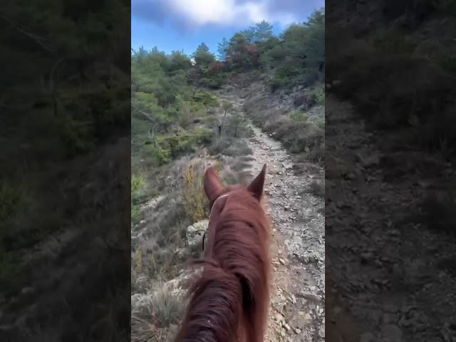 Hongre 7 ans, sensible et vaillant 