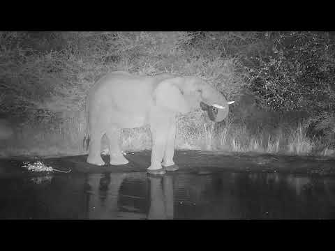 Kwa: Lone Elephant drinking - 20:41 - 07/18/19