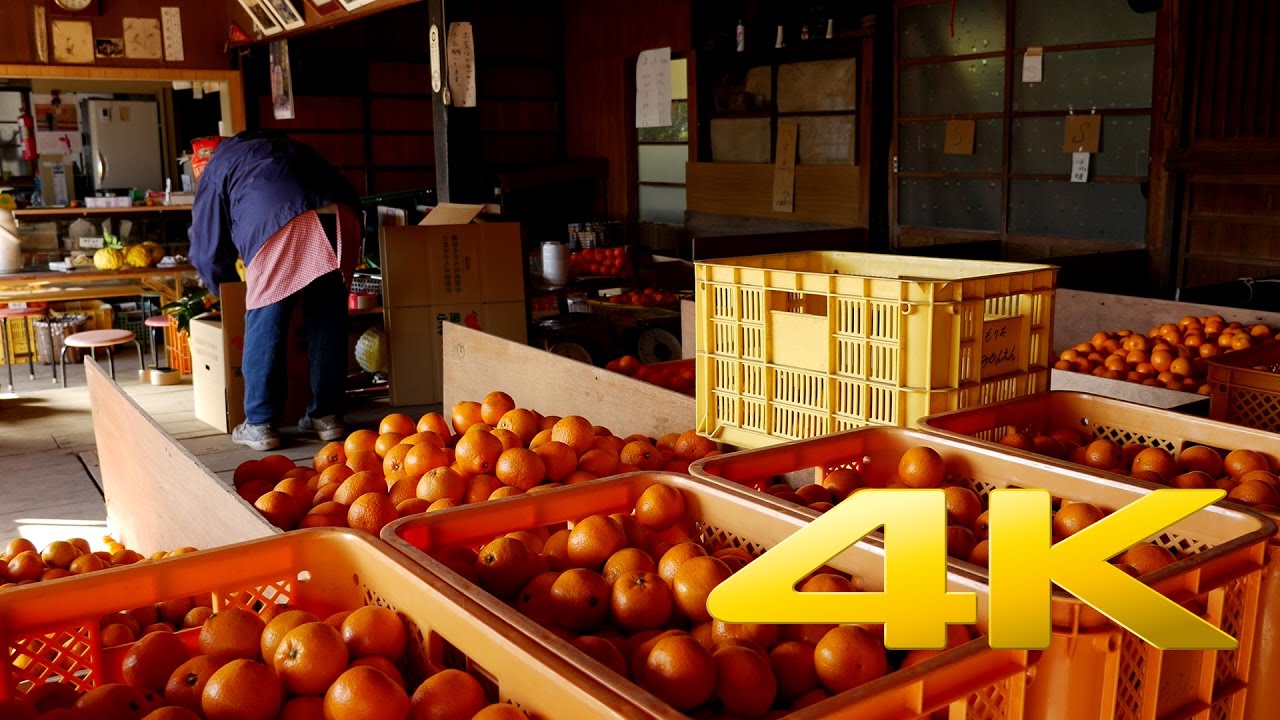 Morita-en Mikan Orchard