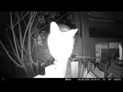 Possum on a fence Robina