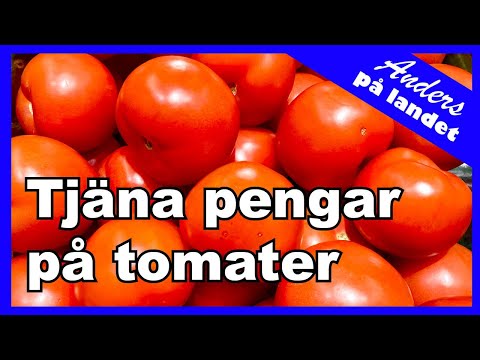 , title : 'Tomatodling på friland kan bli extremt lönsamt'