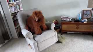 Poodle and dad playing