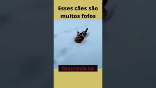 Esses ces so muitos fofos #shorts