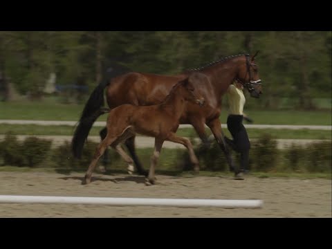 HF Fusionist/Fürst Belissaro