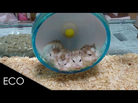 Funny hamsters in wheel videos