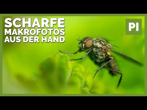 📷5 Tipps für scharfe Makrofotos aus der Hand | Insektenfotografie