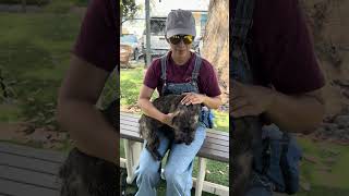 Video preview image #1 Mutt Puppy For Sale in Pasadena, CA, USA