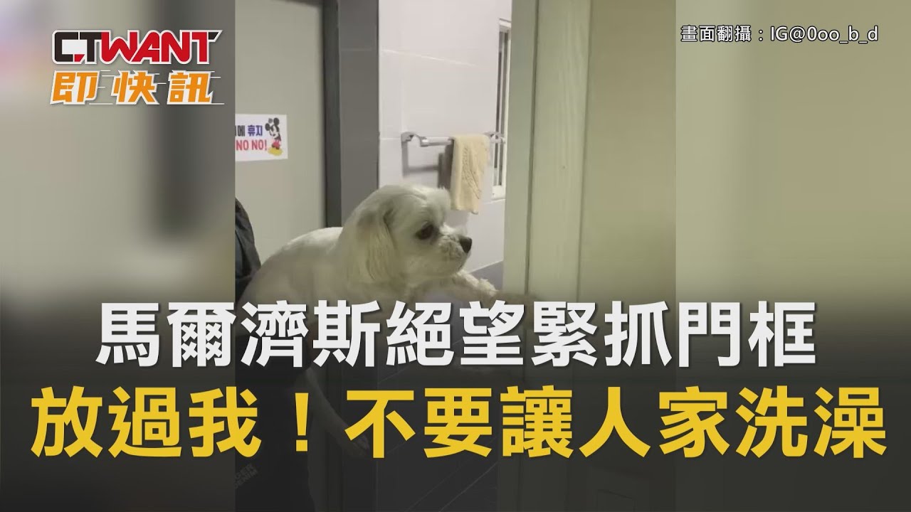 圖說-馬爾濟斯絕望緊抓門框　拜託放過我！不要讓人家洗澡