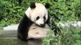 Cute Giant Panda Bear With Hiccups Bathing Herself