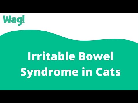 Irritable Bowel Syndrome in Cats | Wag!