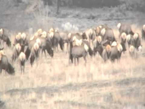 A lot of Elk