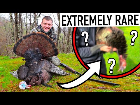 I Hunted an EXTREMELY RARE 4 Bearded Turkey!