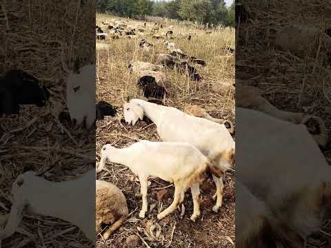 My unexpected visit of Sheep farming#sheep#goat#goatfarming#animalshorts#viral#shorts#feedshorts#yt