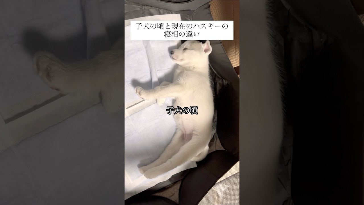 ちょっとマシになった？ #shorts