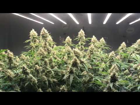 Burnie Sanders Heavy Trichome Genetics Where’s my Bike, Karma Genetics Durban Poison Spydrx Plus