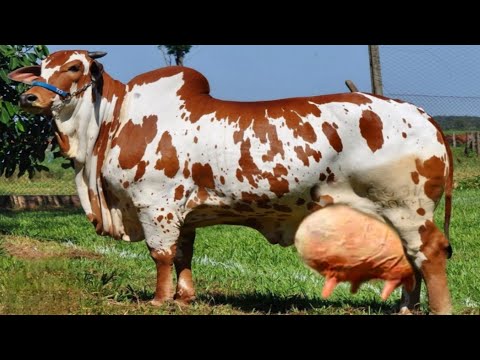 , title : 'World's 🌟 No 1 Biggest Nelore Cow Full Documentary Video || Cross Breed Of Indean Ongole Cow'