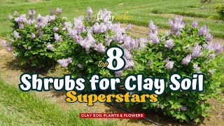 Top 8 Shrubs for Clay Soil Superstars 🌸🌷🌺 // Gardening Ideas