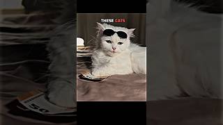 cats with money💀 || #cat #viralvideo #edit
