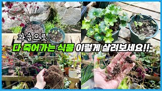 과습온 식물 분갈이해서 살리기!! 살릴 수 있겠죠…??