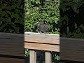 Blackbird drinking