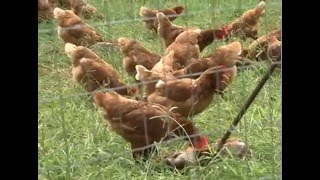 Paradise Natural Farm promotes free range chickens