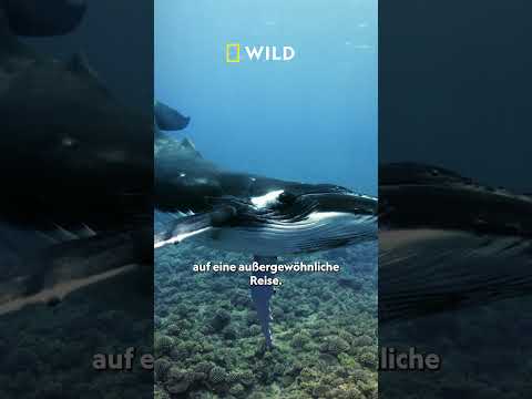 Video Thumbnail: Die Woche der Meere auf National Geographic WILD