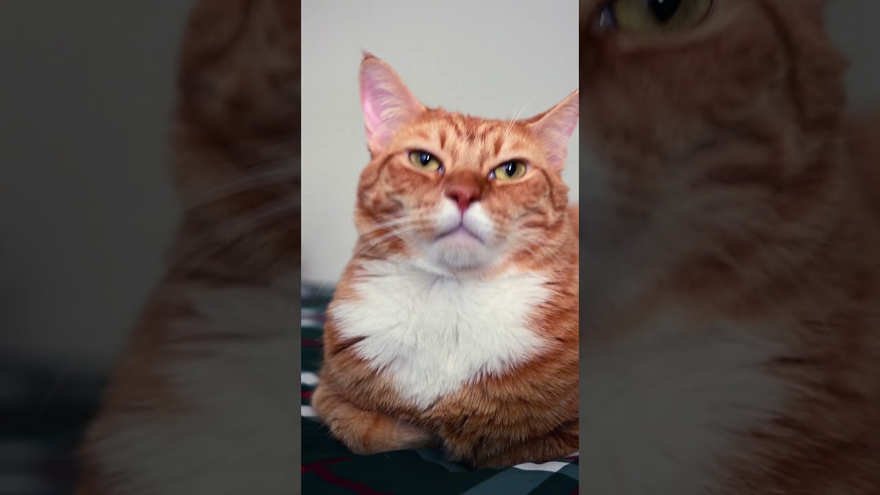 Bishop the Orange Cat #cats #catlife #orangecat #rescue #kitten #cute #bishopthecat #bishop