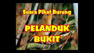 Download lagu SUARA PIKAT PELANDUK BUKIT | PELANDUK BUKIT JANTAN DAN BETINA mp3