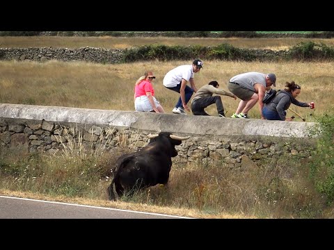 Ledesma 2022 Toros Bravos Encierro a Caballo