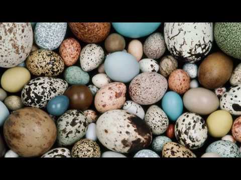 , title : 'Интересно, от чего зависит цвет птичьих яиц?