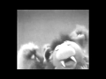 Vintage Sesame Street Some And NonenoN Dna EmoS TeertS EmaseS EgatniV Black And White