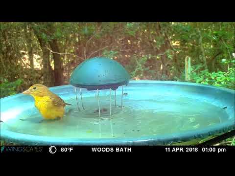 Spring Migration 2018 Paul's Birdbath