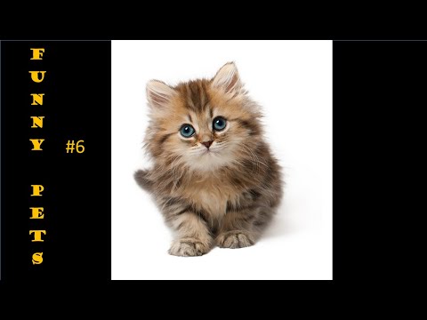 Funny Cute Pets-My Life By-Akila-Funny Cracks # 6