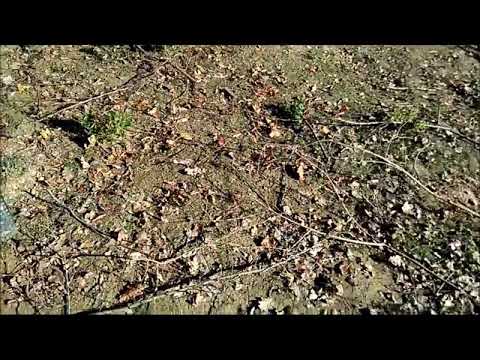 Funcionamiento Biotrituradora de gasolina GeoTech Pro GSP65L