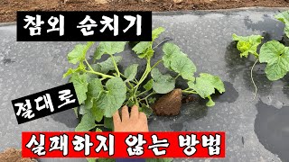 절대로 실패하지 않는 참외 순치기