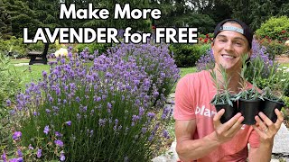 Easy LAVENDER Propagation Complete Tutorial