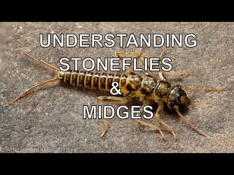 Understanding Stoneflies & Midges with Tom Rosenbauer