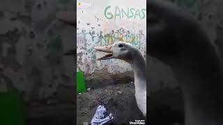 Download lagu Tukang rosok mp3