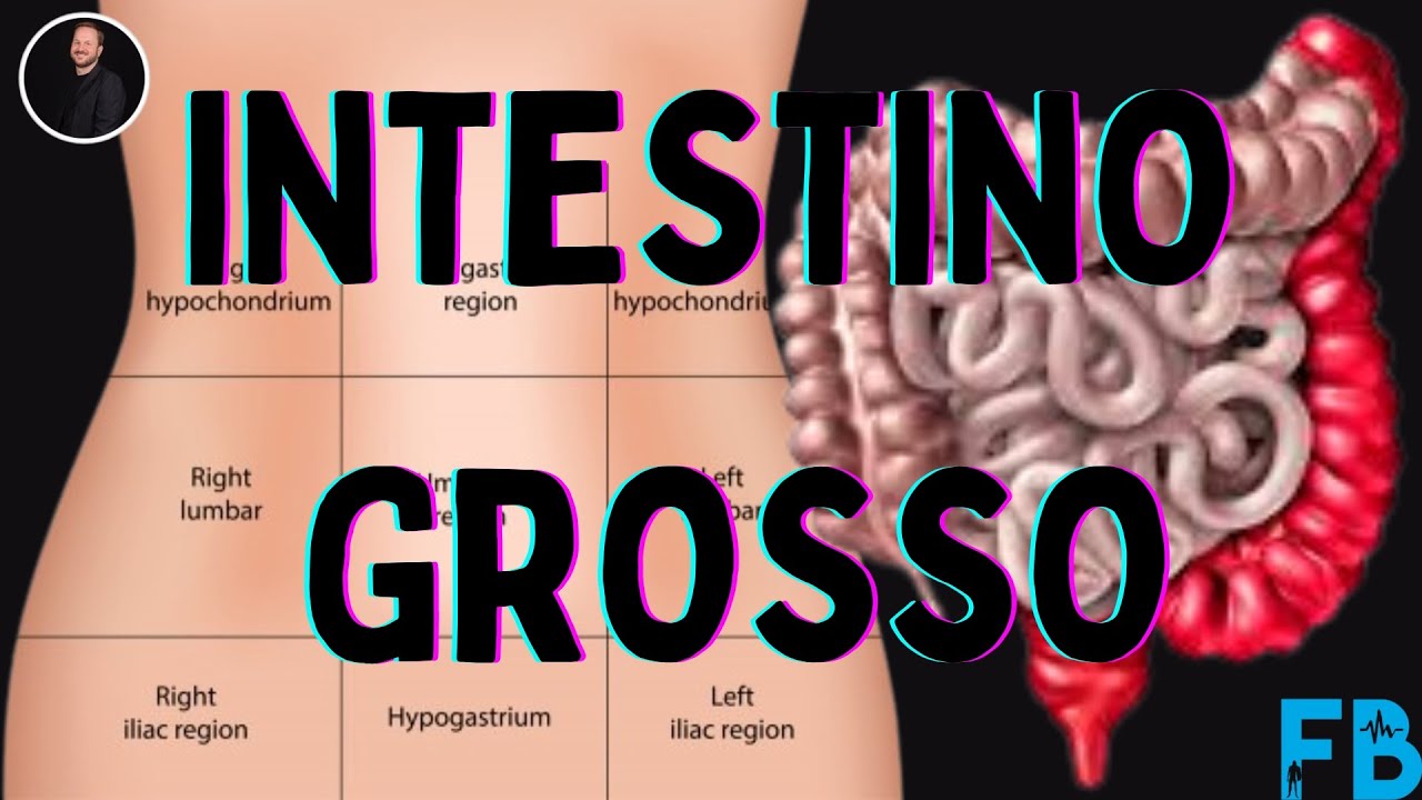 Intestino Grosso: Anatomia, Topografia, Funções e Correlações clínicas