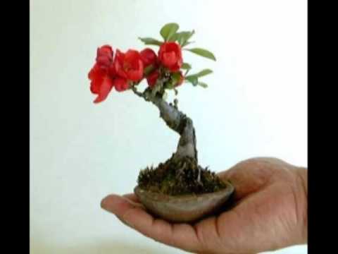 Deep Forest MP3 3 CD - фото 5 - id-p2420921038