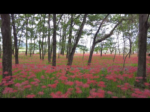 [Saitama] Kinchakuda - Templo Seitenkyu (Saitama, Japón) (2023)