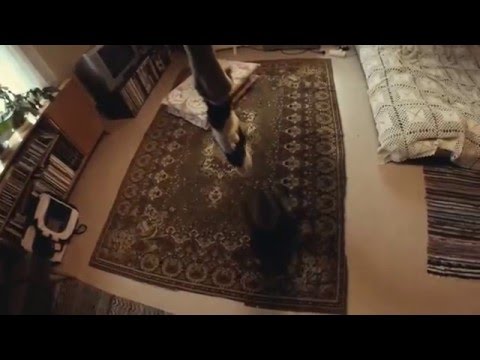 Penni (Bovenop Jarmila Heeler) Lancashire heeler visiting Ruissalo.