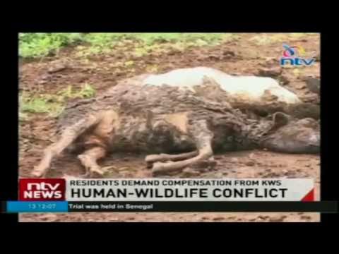 Lions kill more than 90 sheep in Soringe Village, Isinya
