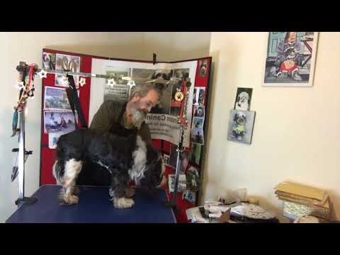 Taming the lion 🦁