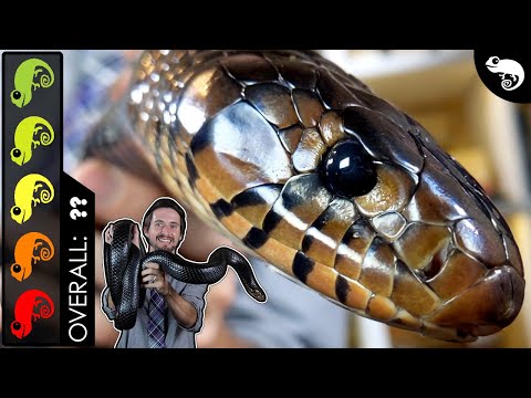 Eastern Indigo, The Best Pet Snake?