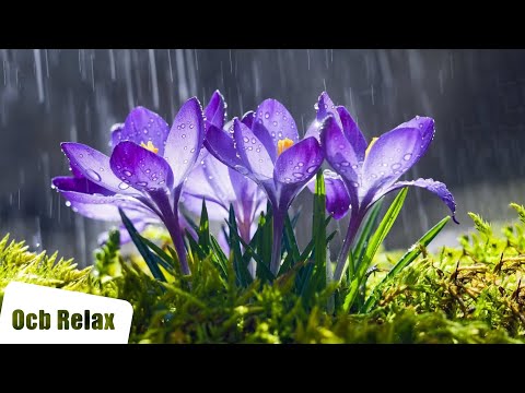 12 Hours of Relaxing Music - Sleep Music with Rain Sound, Piano Music for Stress Relief (Angeline)